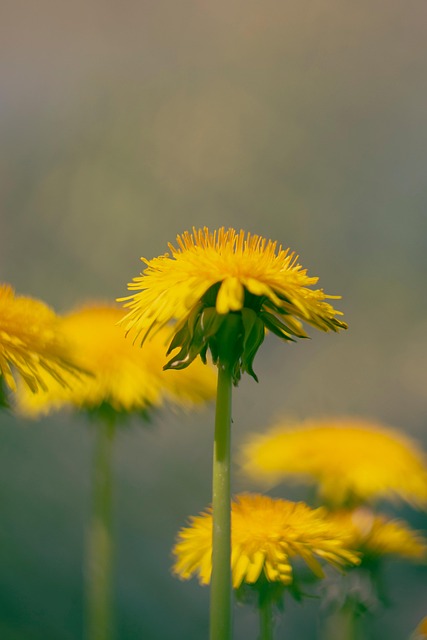 Löwenzahn, Blume, Frühling, Blüte, Flora