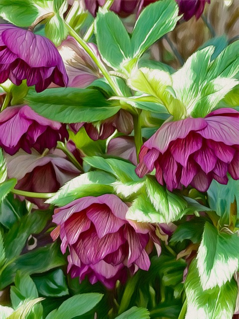 Free Flowers Christmas Rose illustration and picture