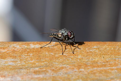 Free Fly Insect photo and picture