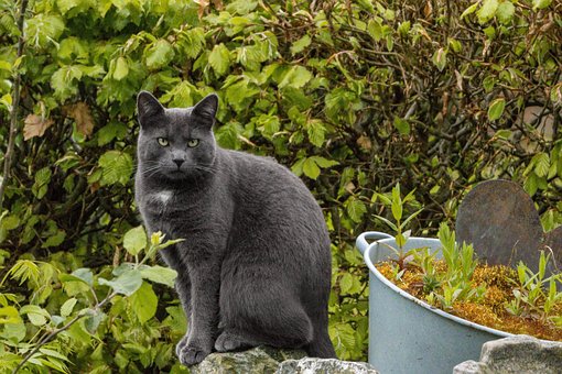 Free Gray Cat photo and picture
