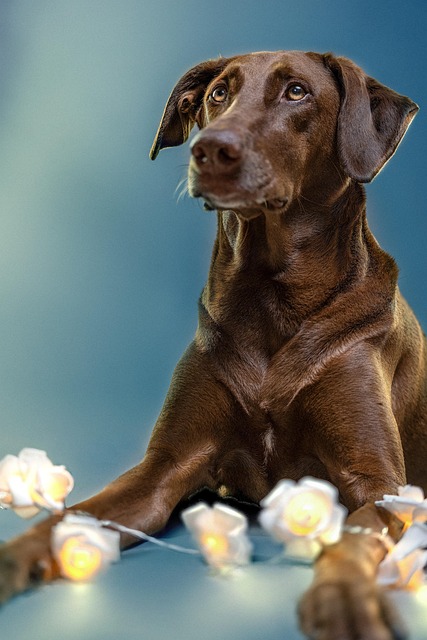 Free Dog Light photo and picture