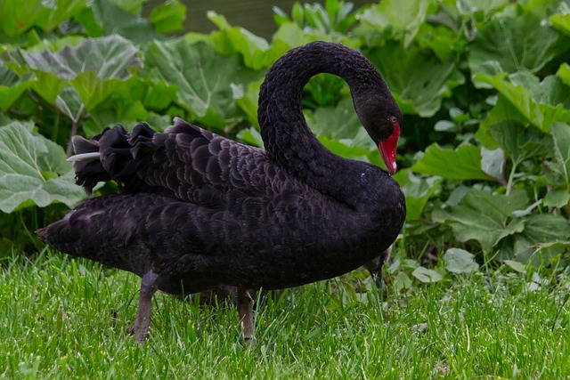 Free Bird Swan photo and picture