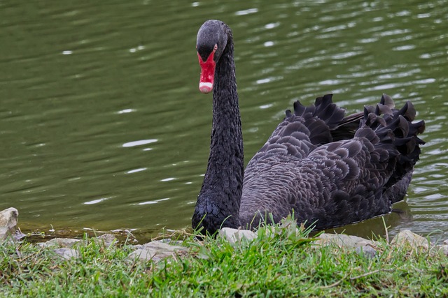 Free Nature Bird photo and picture