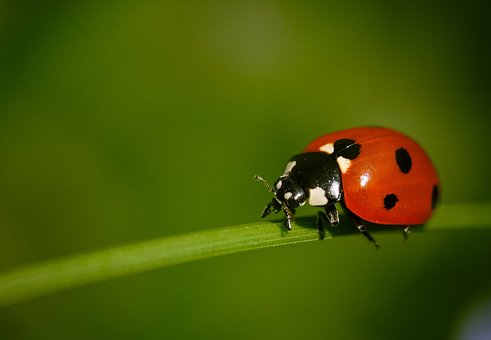 Free Ladybug Insect photo and picture
