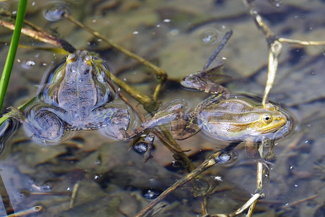 Rana Nature Amphibian - Free photo on Pixabay - Pixabay