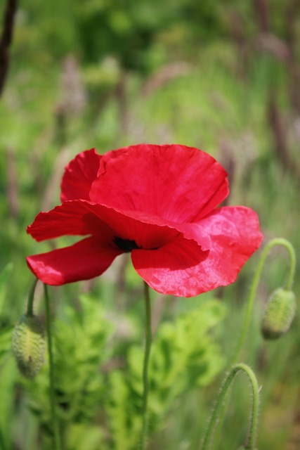 Amapola, Rojo, Naturaleza, Flores