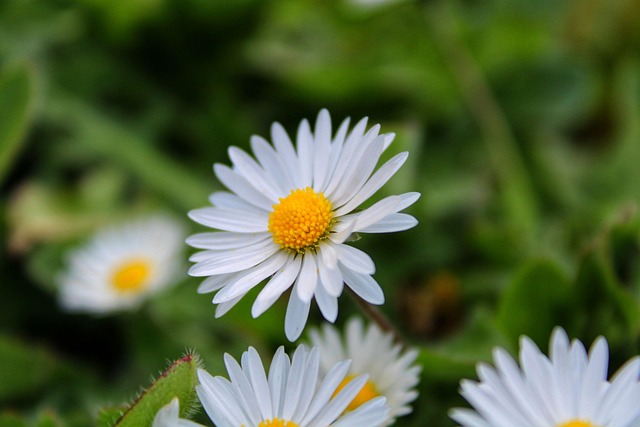 Margarita, Flores, Naturaleza, Primavera