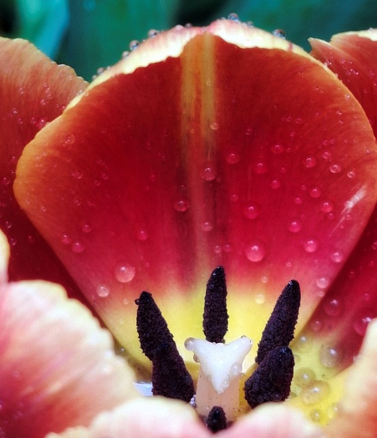 Tulipán, Naranja, Rojo