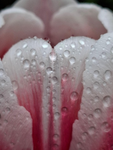 Gotas, Naturaleza, Tulipán