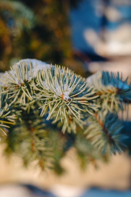 Árvore De Natal, Natureza, Spruce