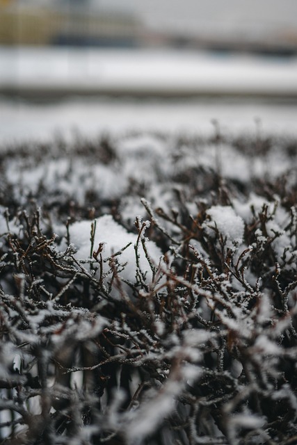 Inverno, Galho, Geada, Frost, Neve