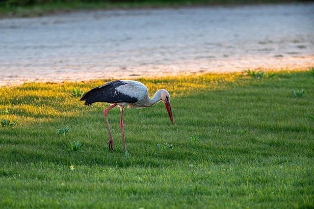 White Stork Ciconia Bird - Free photo on Pixabay - Pixabay