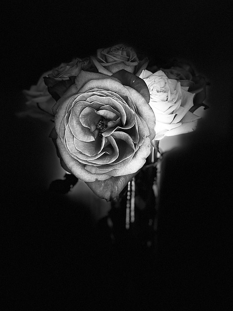 Roser, Blomst, Bloom, Anlegg, Romantisk