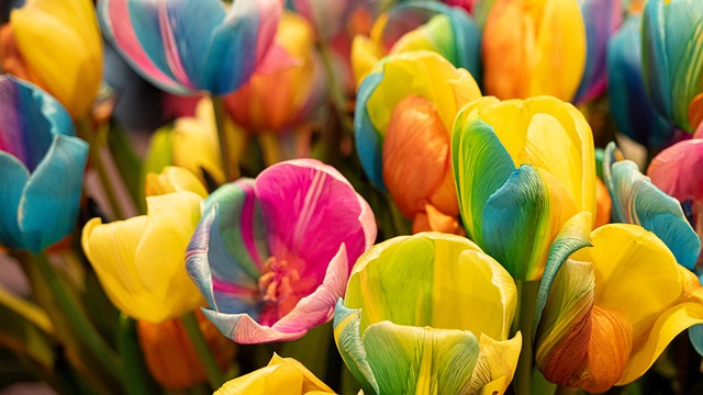 Free flowers nature tulips illustration