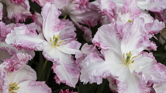 Tulpen, Blumen, Blütenblätter