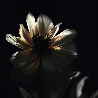 Ai Generiert, Blumen, Natur, Flora