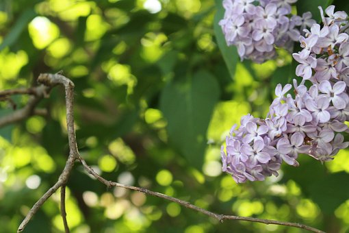 Lila, Blumen, Feder, Blüte, Blühen
