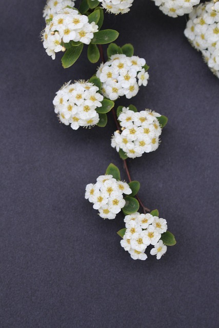 Spirea, Busch, Feder, Blume, Blüht