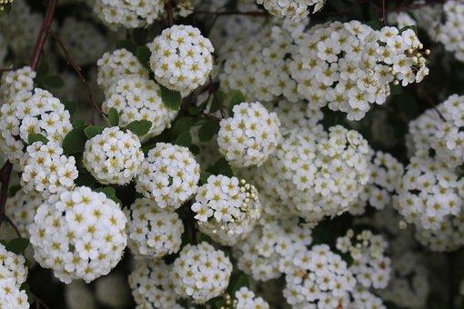 Spirea, Die Natur, Busch, Feder, Blume