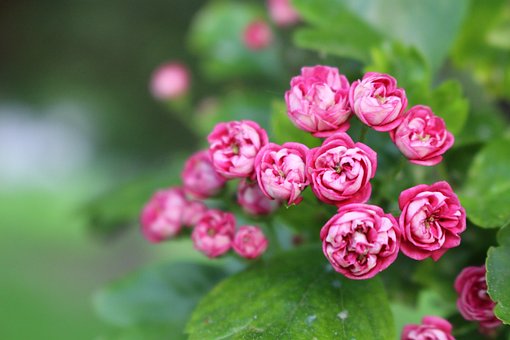 Weißdorn, Die Natur, Baum, Feder, Blumen