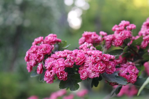Weißdorn, Die Natur, Baum, Feder, Blumen