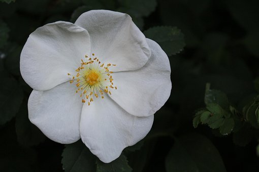 Hagebutte, Die Natur, Rose, Blume, Blüte