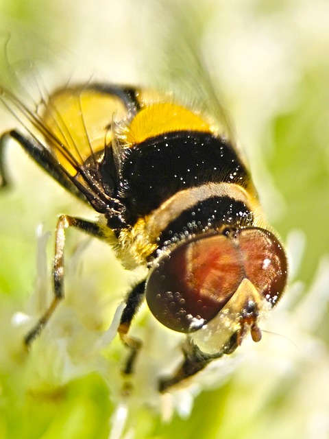 Moska Inseto Mosca Inseto Natureza - Foto gratuita no Pixabay - Pixabay
