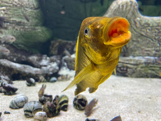 Free Fish Aquarium photo and picture