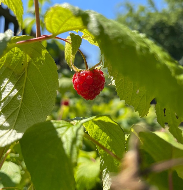 Free Bush Raspberry photo and picture
