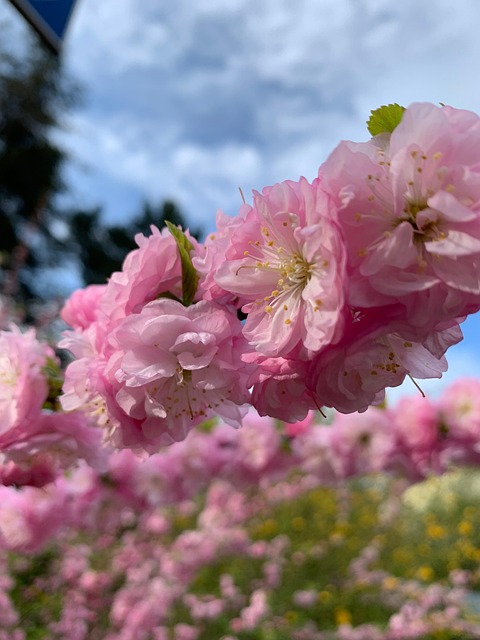 Free Cherry Blossom Flower photo and picture