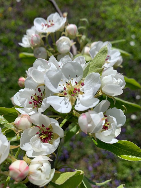 Bloem, Bloemen, Peren Bloesem, De Lente