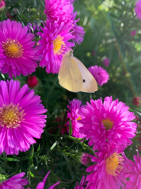 Free Flower Aster photo and picture
