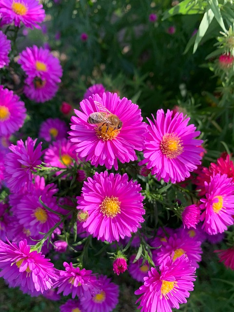 Free Flower Flowers photo and picture