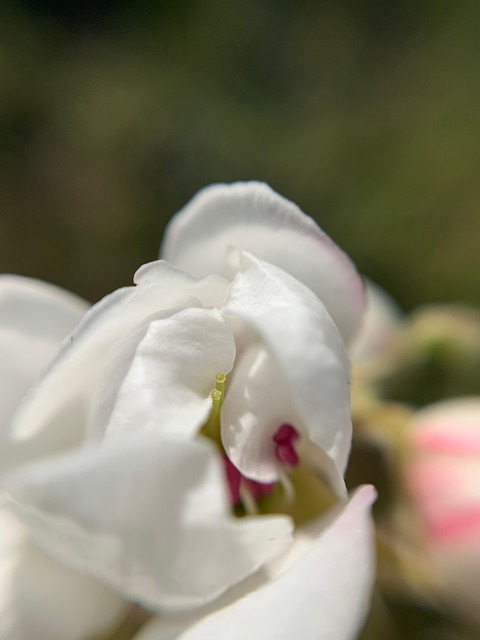 Free Macro Nature photo and picture