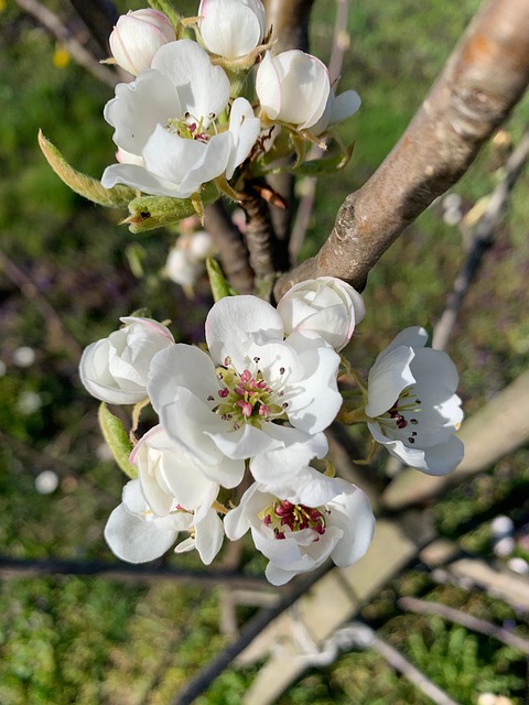 Free Flower Flowers photo and picture
