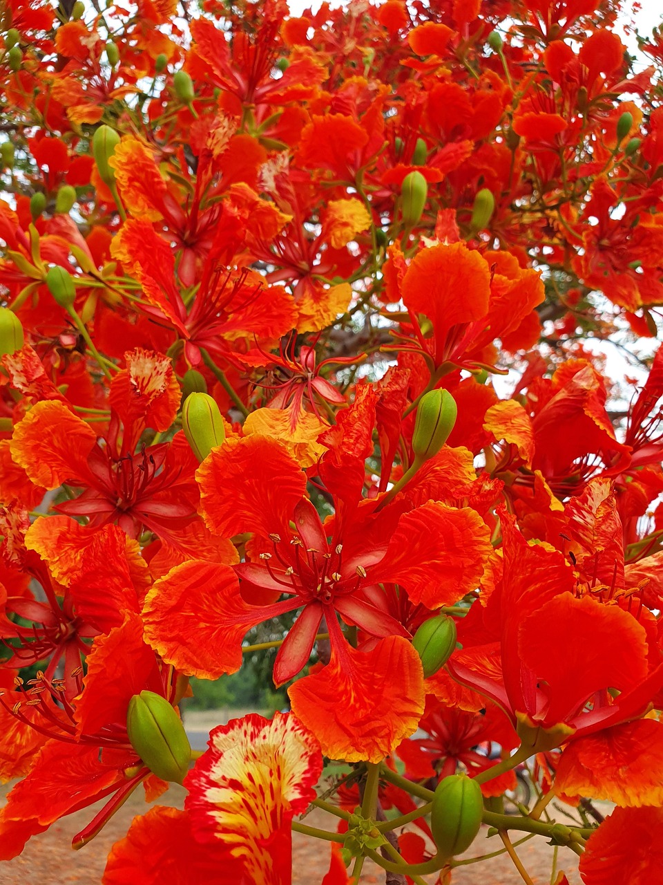 BIOCANNA 1000cc Fertilizzante Per La Fioritura - Flower 1 Litro Per Piante E Giardinaggio