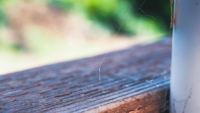Free Wood Nature photo and picture