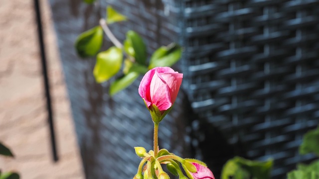 Free Rose Flower photo and picture