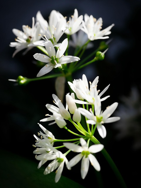 Bloom, Květiny, Květinová Tapeta