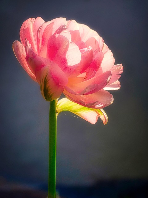Květ, Bloom, Zahrada, Jaro