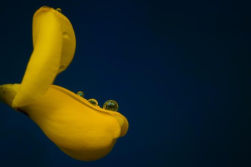 Free Waterdrop Rain photo and picture