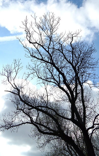 Free Branches Wood photo and picture