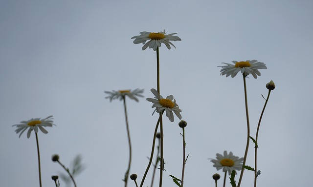 Free Daisy Garden photo and picture