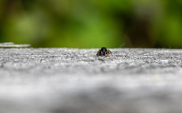 Free Arachnids Biodiversity photo and picture