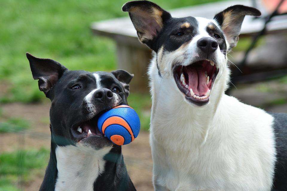 Dogs Canines Animals - Free photo on Pixabay - Pixabay
