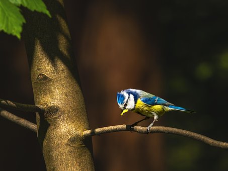 Free Bird Blue Tit photo and picture