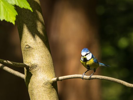 Free Bird Ornithology photo and picture