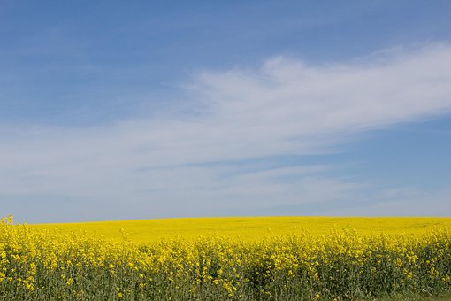 Free Nature Summer photo and picture