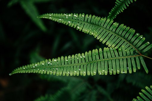 Free Green Nature photo and picture