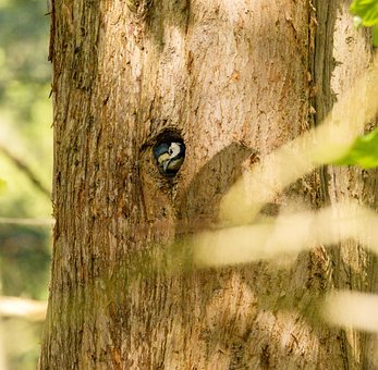 Free Woodpecker Tree photo and picture